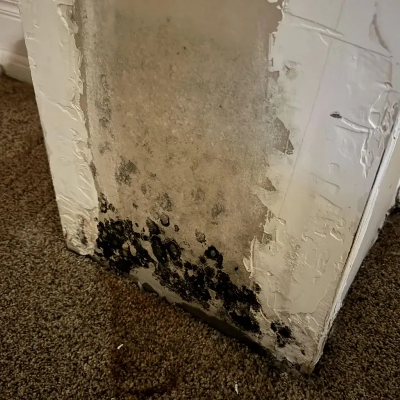 Professional Mold Removal in Washington, NC